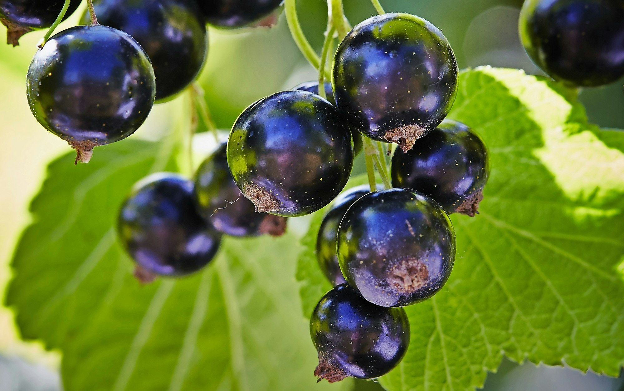 Sådan du smagfulde bær på dine bærbuske | ISABELLAS