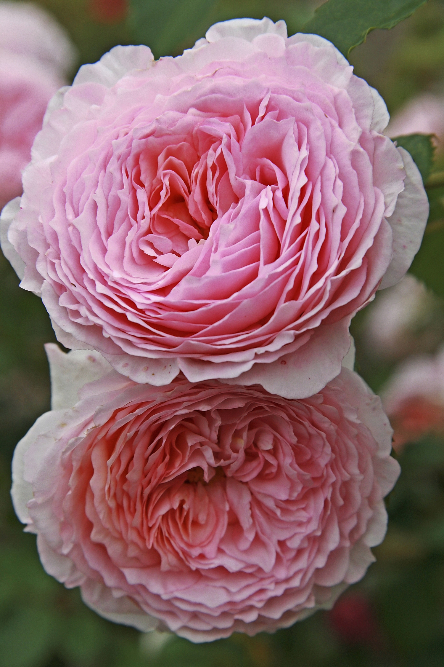 ’James Galway’  Klatrerose