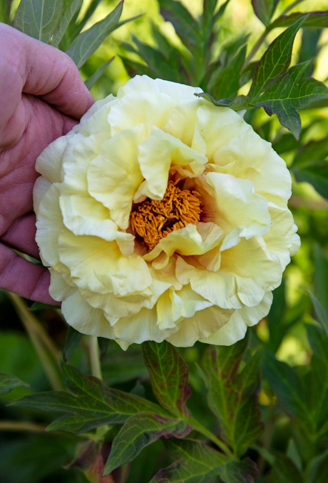 Sådan forlænger du pæonsæsonen