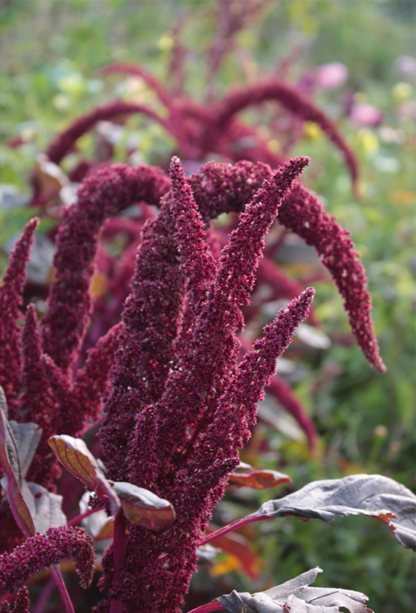 Amarant Amaranthus ’Opopeo’