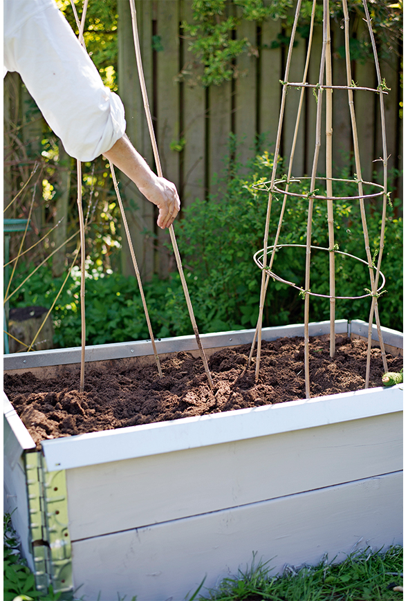 Bønneplante Espalier