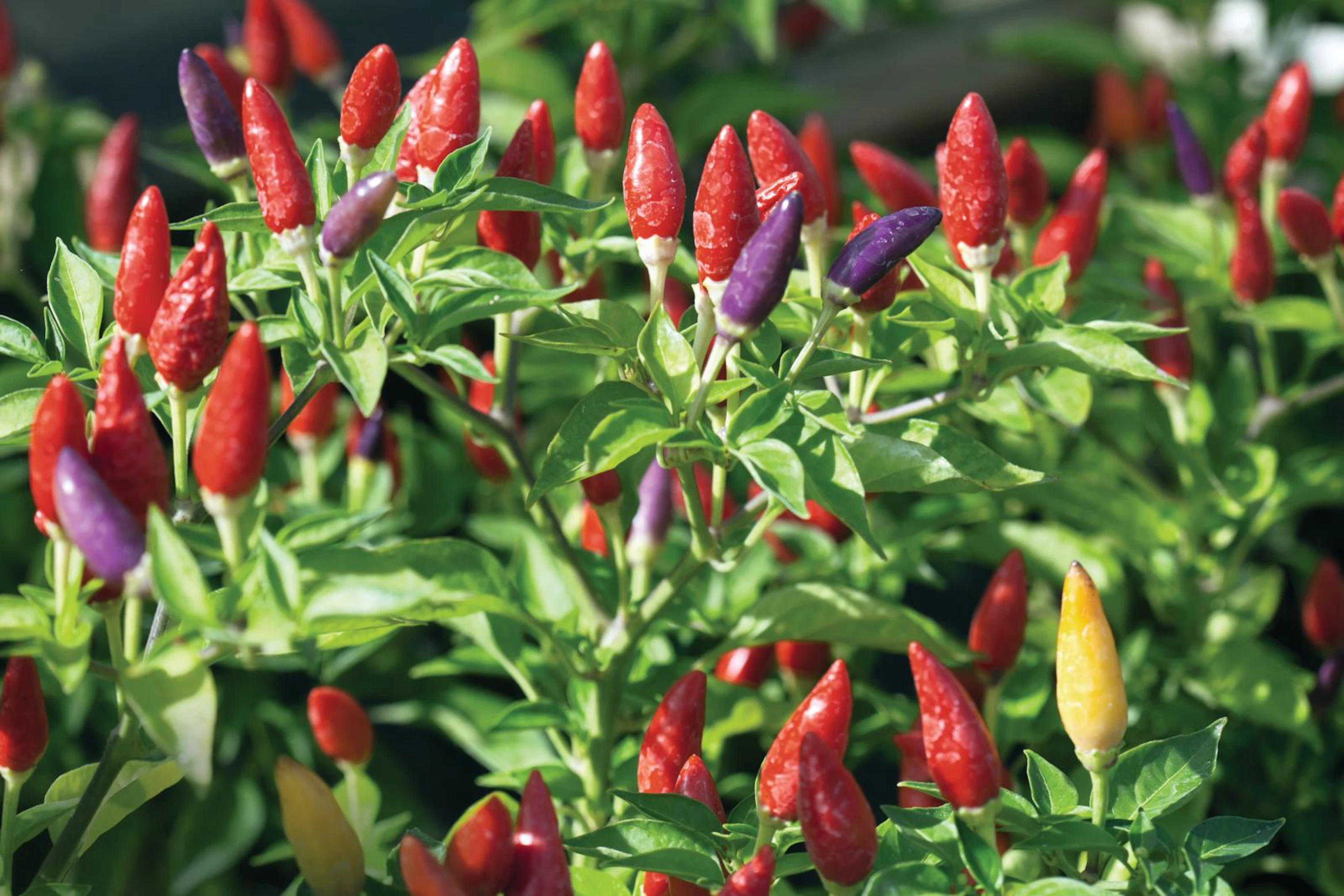 Sådan dyrker du chili | ISABELLAS