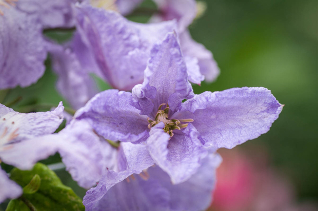 Smuk sort, Clematis 'blue angel'.