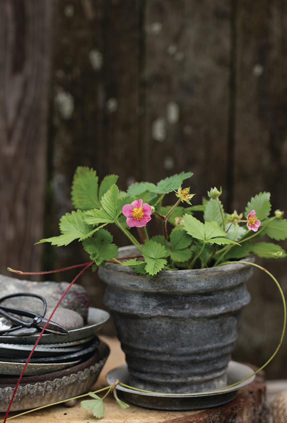 En flittig jordbærplante