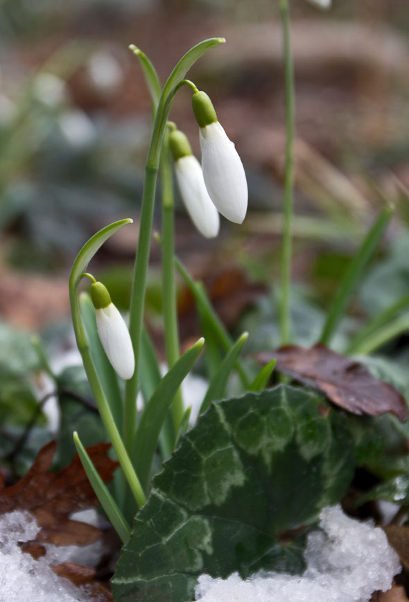 De første forårsløg der titter frem: Vintergækker