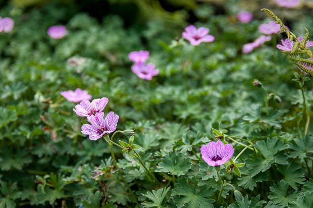 Søde storkenæb i rosa næsten pink.