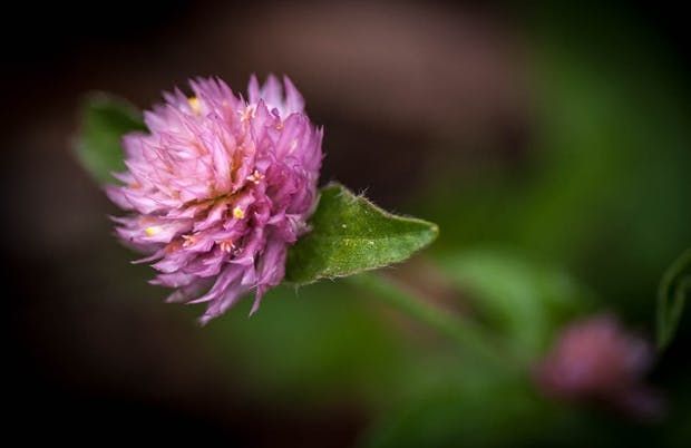 Skøn inspiration til sommerblomster