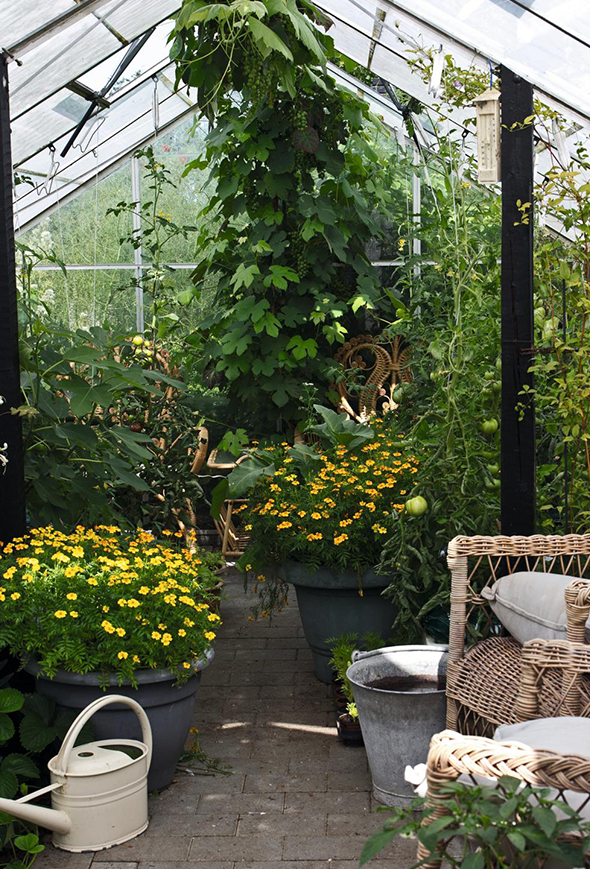 Hæv krukkerne over myrerne