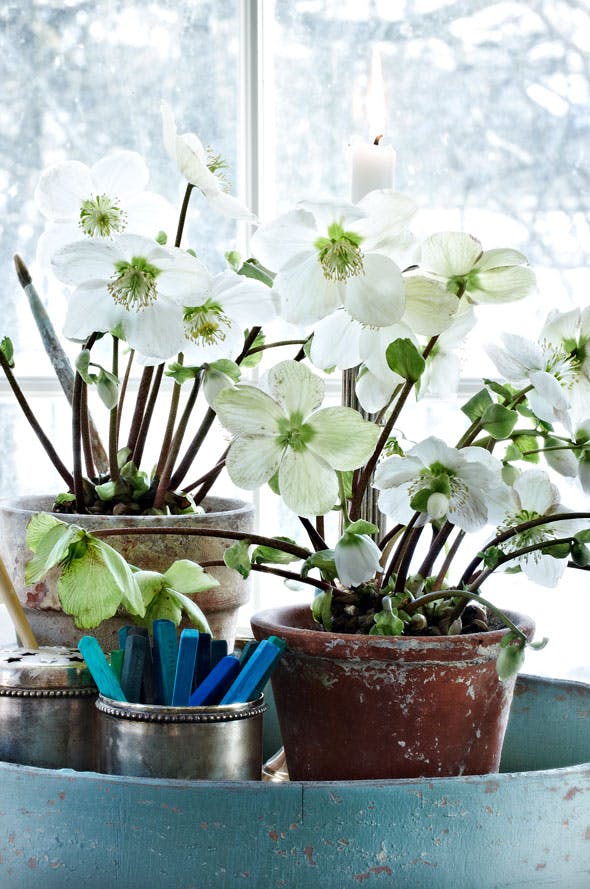 Almindelige juleroser