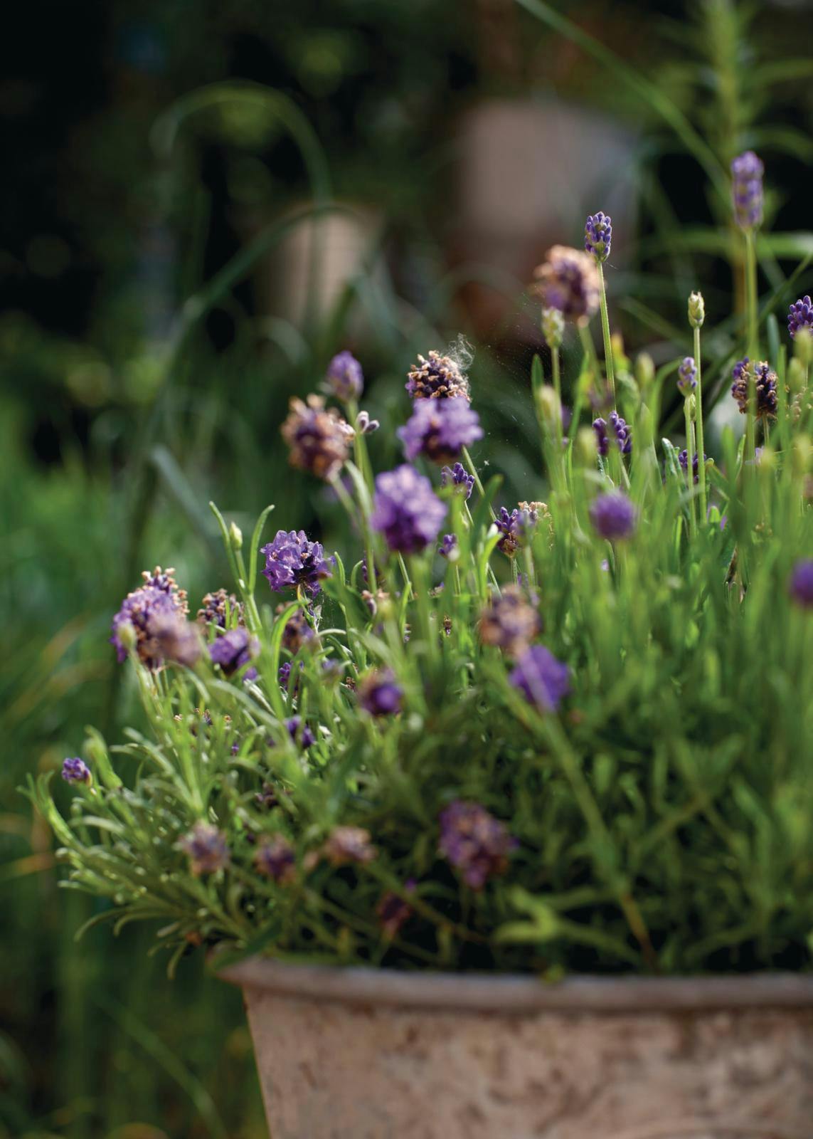 Lavendler i potte
