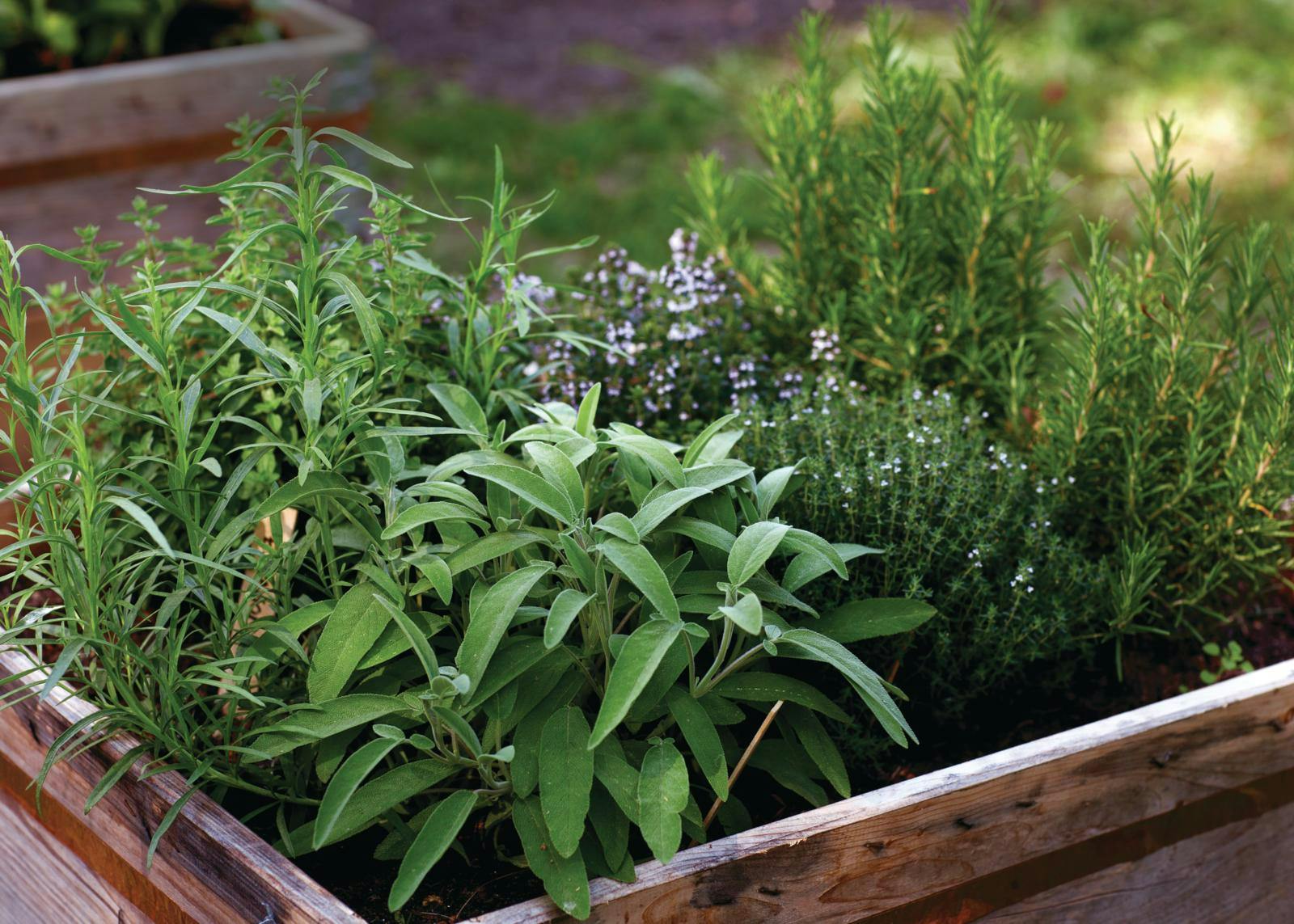 Krydderurter i plantekasse