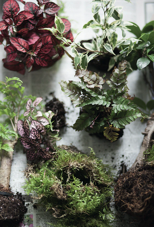 Anstændig kritiker udendørs Sådan laver du et planteterrarium | ISABELLAS