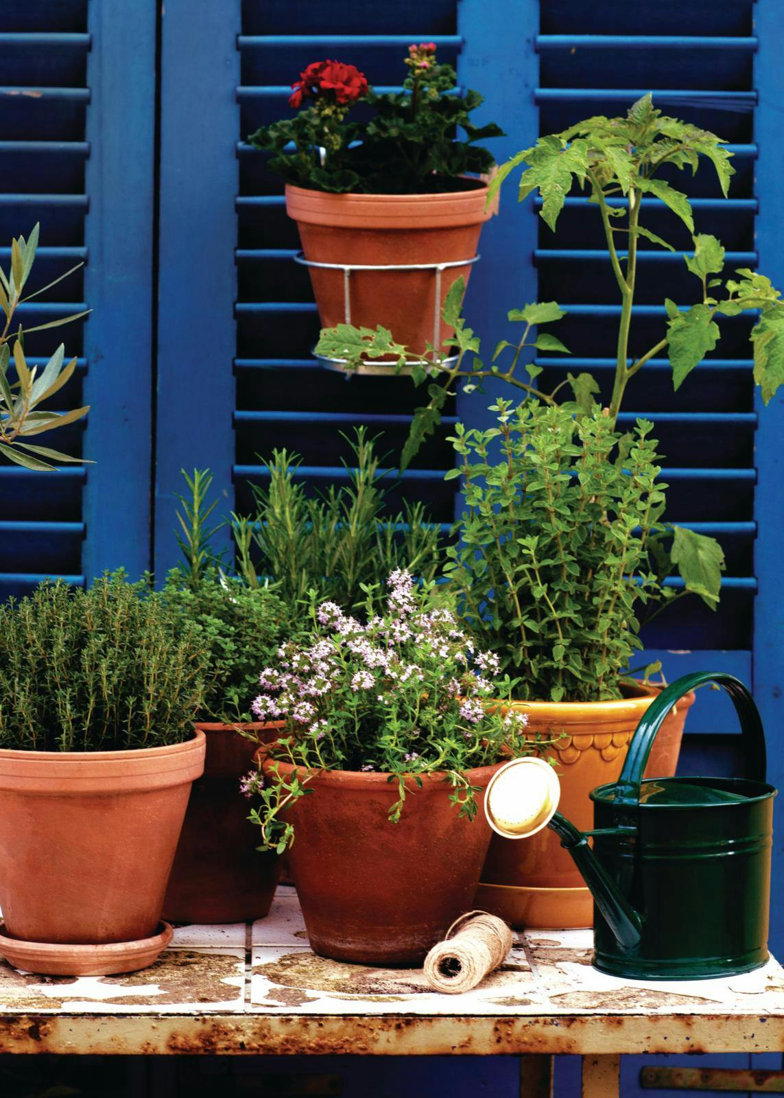 Bland krydderurter med sommerblomster