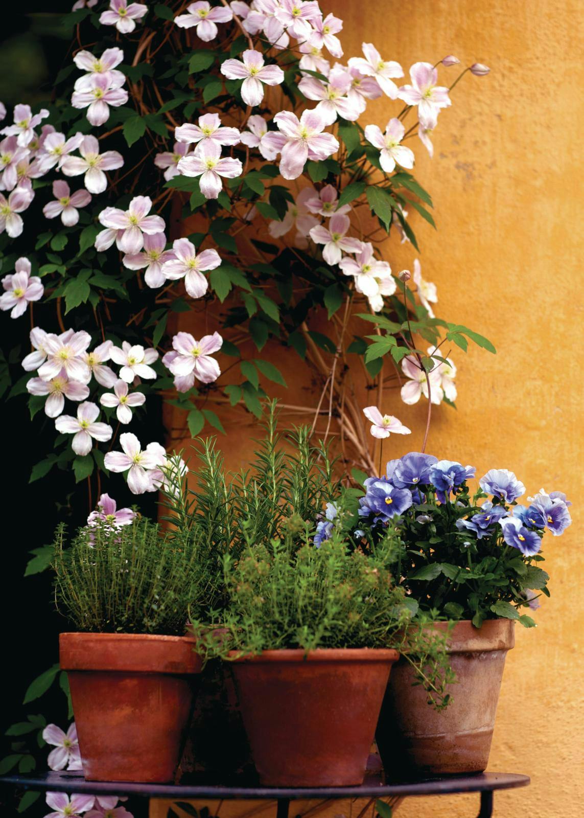 Bord med krydderurter