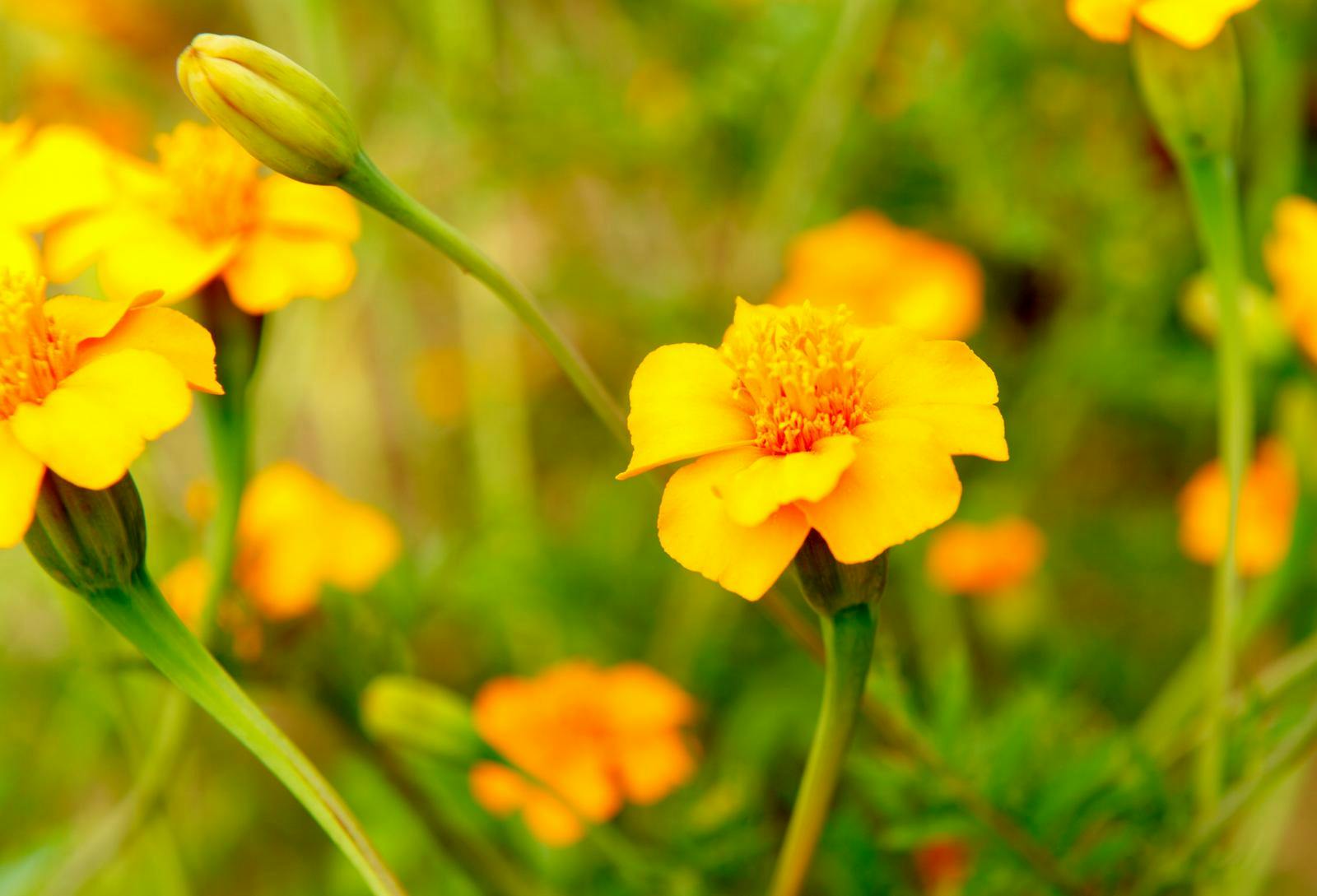 Tagetes er både køn og nyttig.