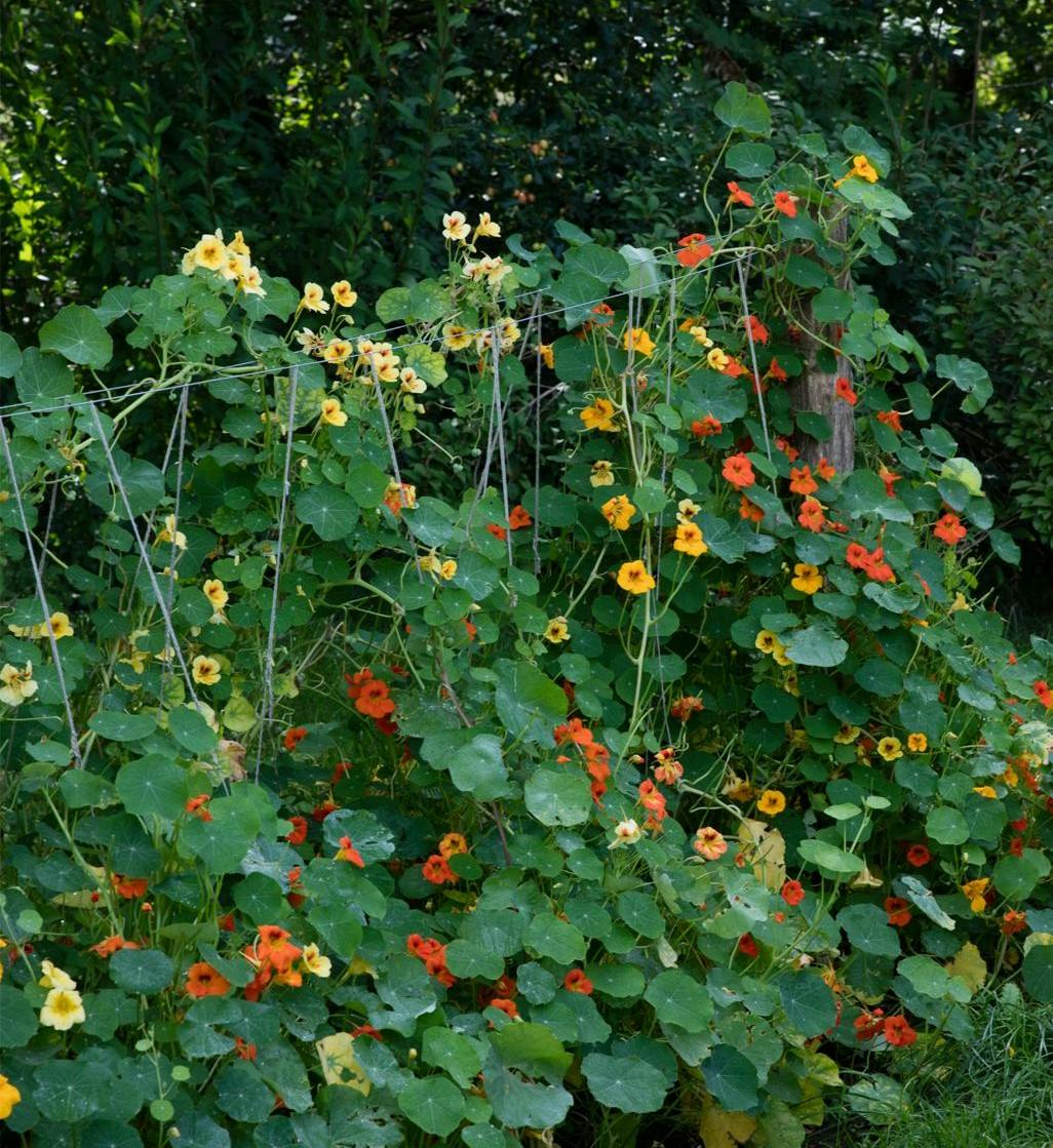 Tallerkensmækker er en klassiker både i køkkenhaven og i blomsterbedet.