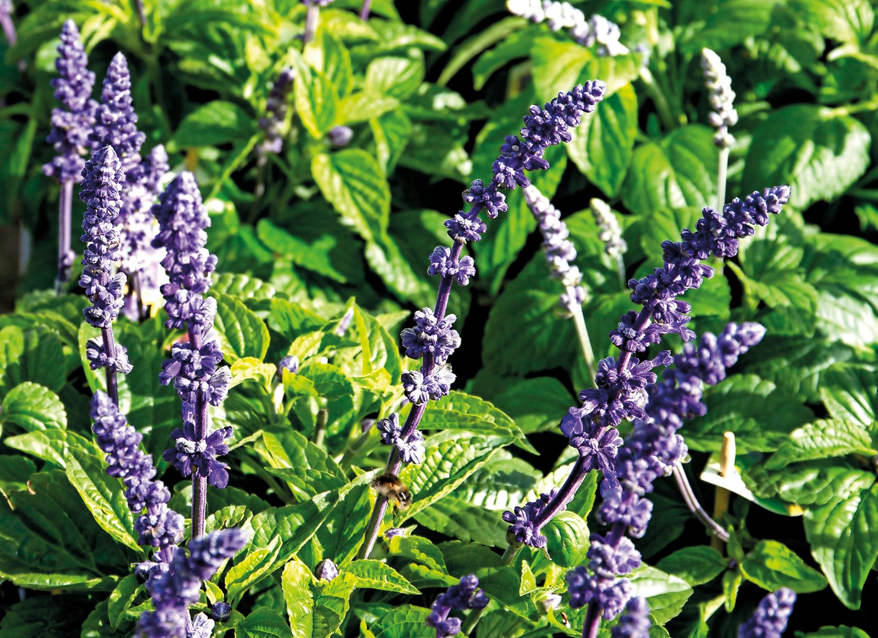 Texassalvie - dyrkes som sommerblomst.