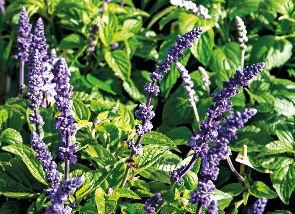 Flere salvier kan dyrkes som sommerblomster - her er det texassalvie.