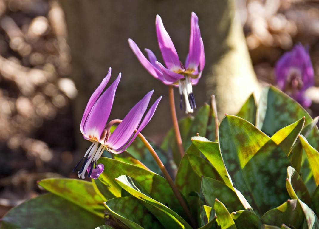 Ægte hundetand, Erythronium dens-canis