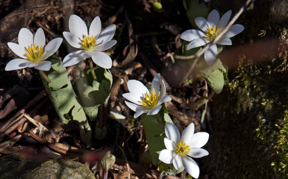 Blodurt, Sanguinaria canadensis