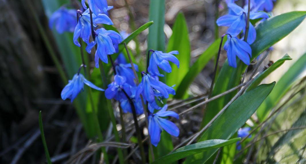 Russisk skilla, Scilla siberica