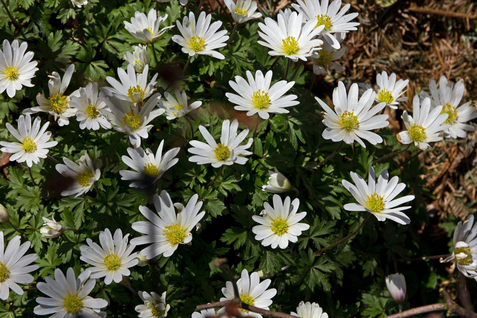 Balkananemone, Anemone blanda