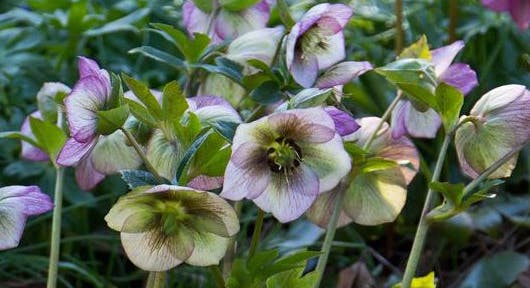 Påskeklokke, Helleborus orientalis