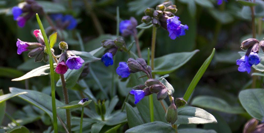 Himmelblå lungeurt Pulmonaria angustifolia ‘Azurea’