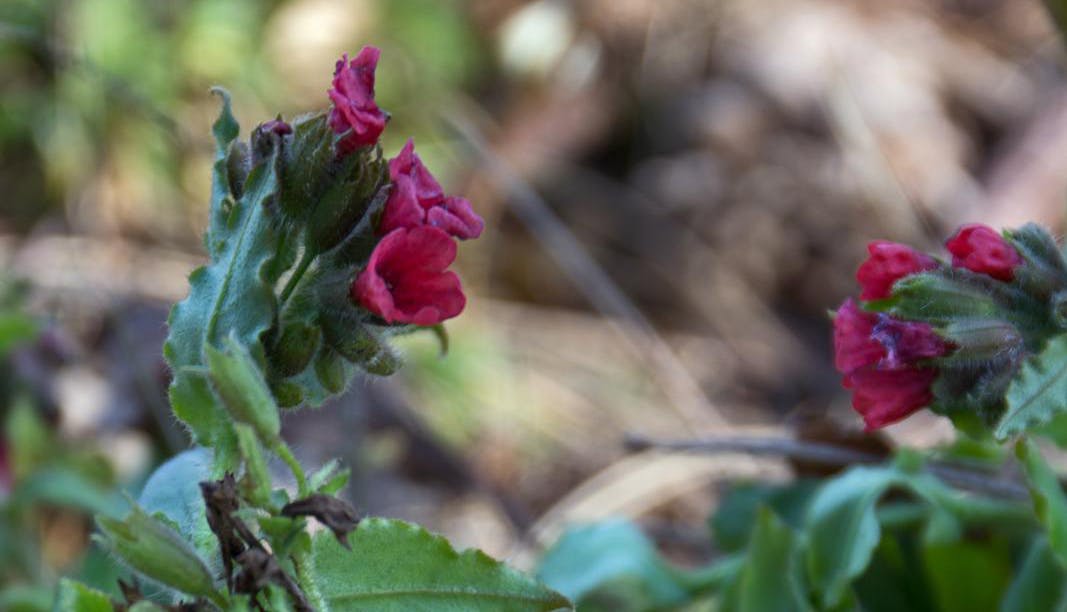 Rød lungeurt, Pulmonaria rubra