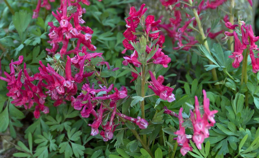 Rød, langstilket lærkespore, Corydalis solida ’G. P. Baker’