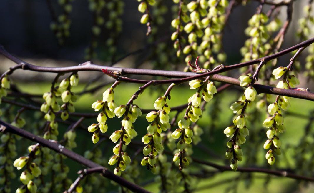 Kinesisk akshale, Stachyurus chinensis ’Celina’