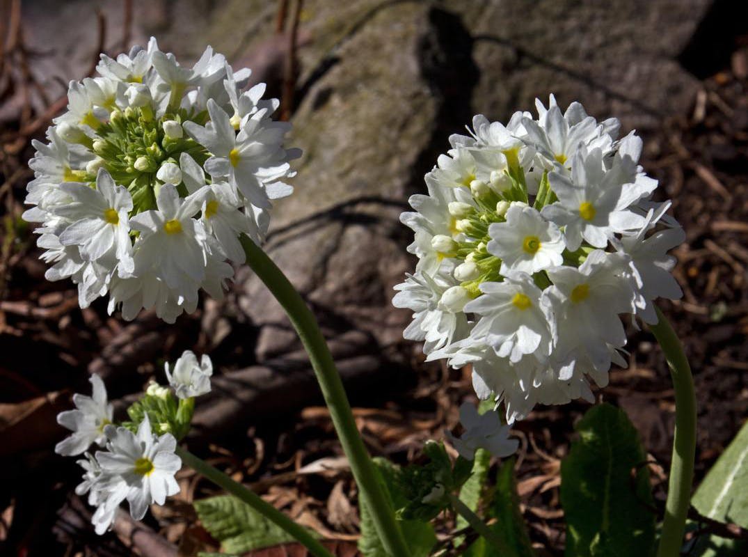 Kugleprimula, Primula denticulata