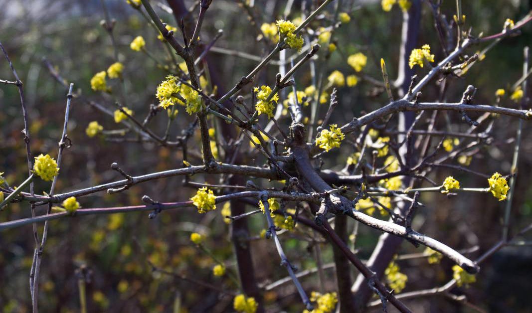 Kirsebærkornel, Cornus mas