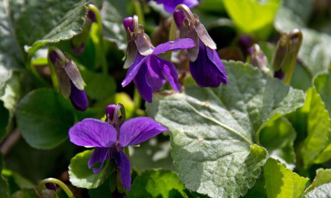 Martsviol, Viola odorata