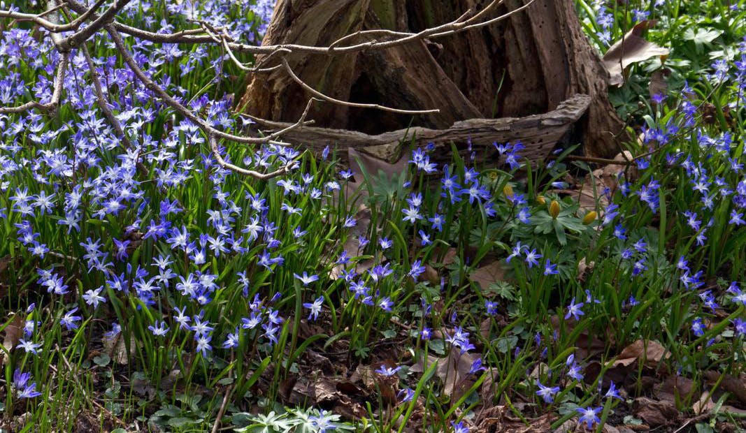 Snepryd, Chionodoxa