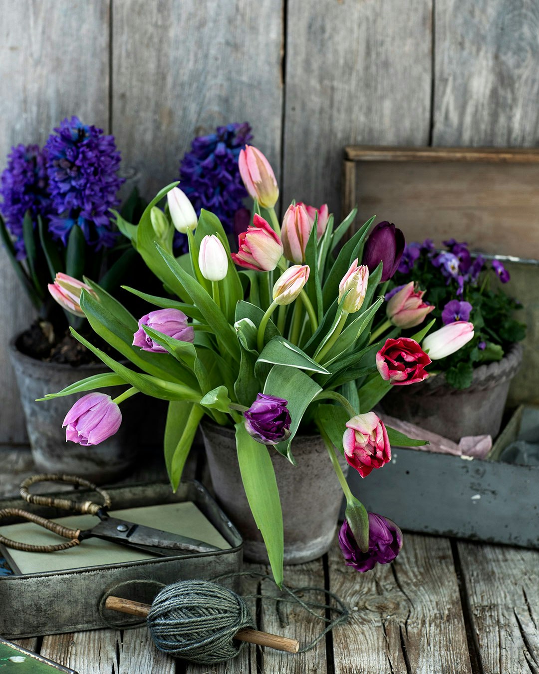 Tips og tricks til tulipaner