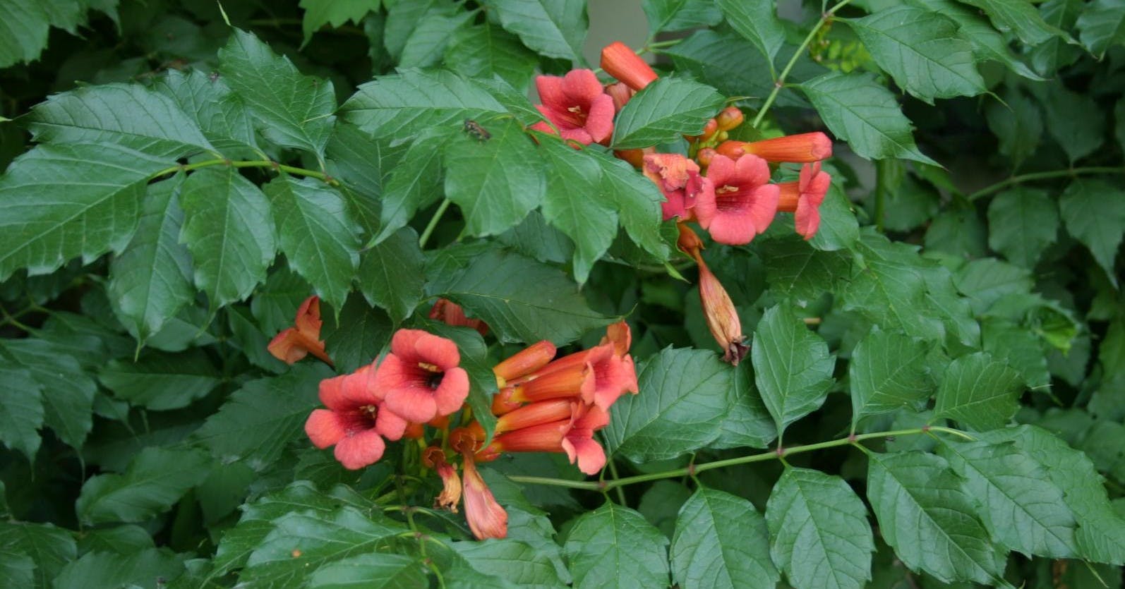 Skønne trompetblomster.