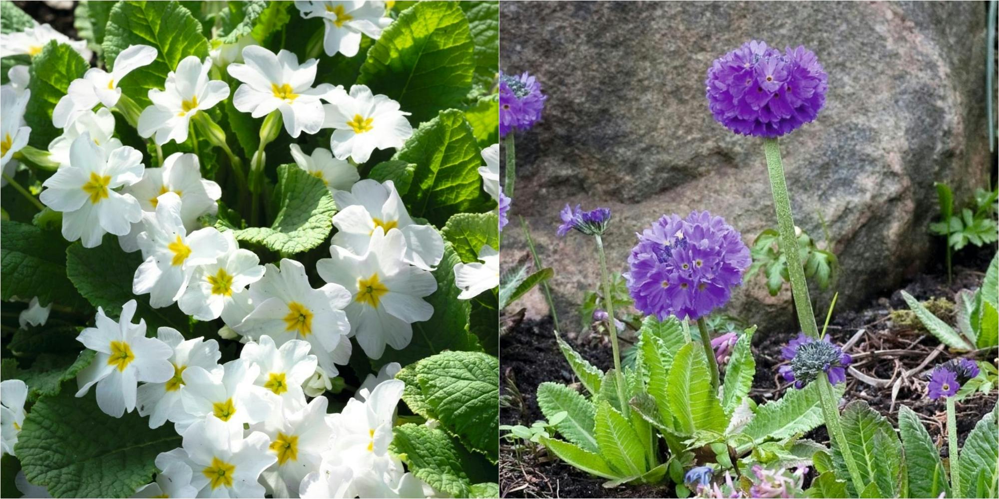 Smukke Primula