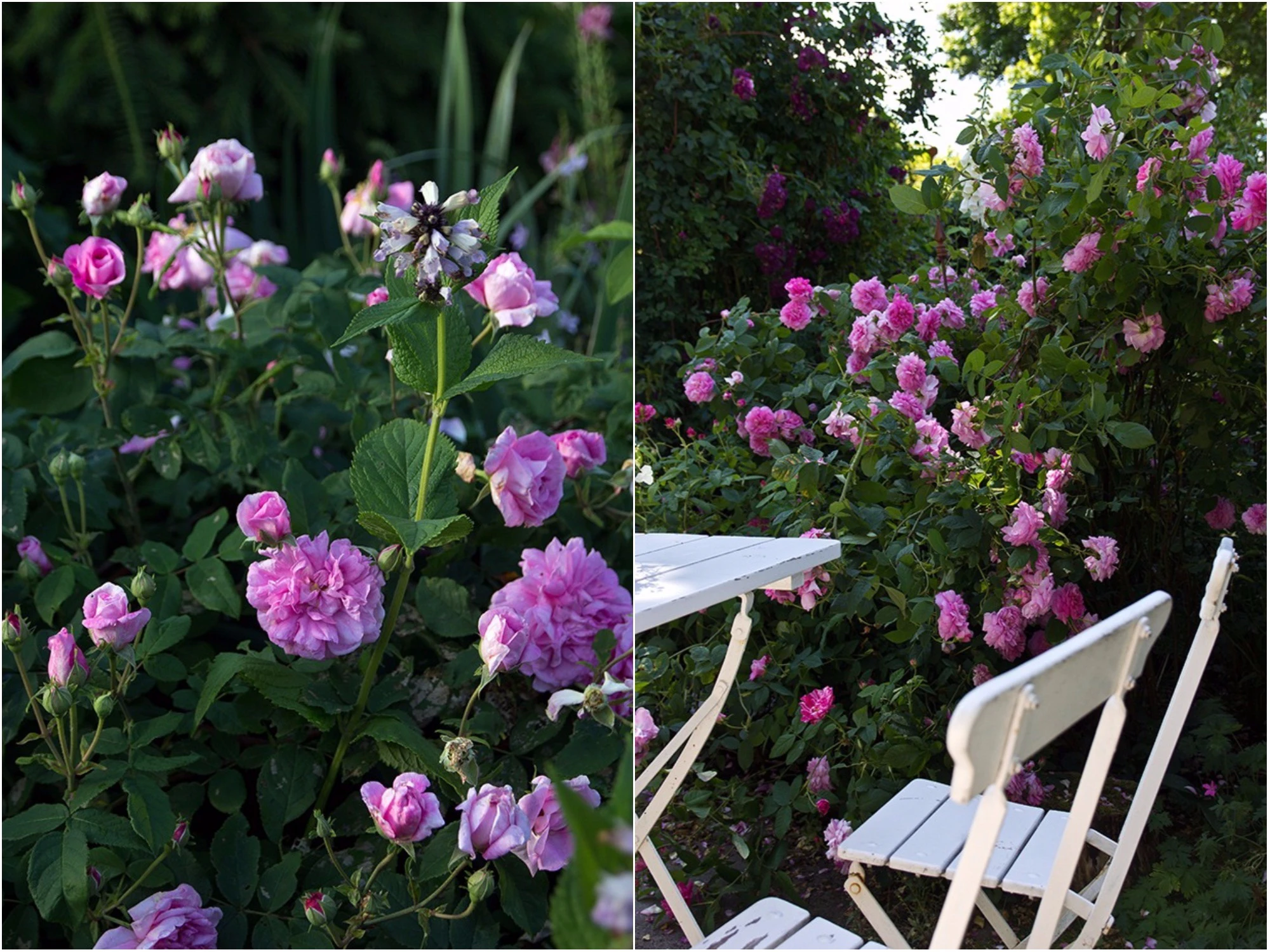 Roser: Guide til pasning, beskæring og pleje 🌹 | ISABELLAS
