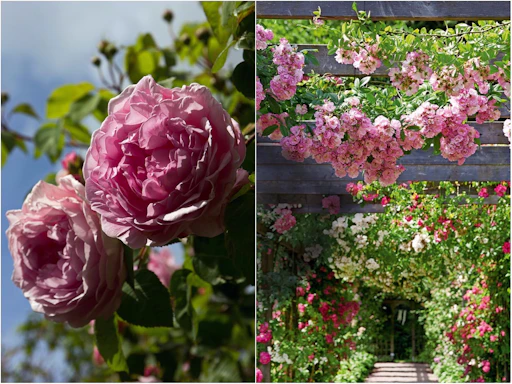 Roser: Guide til pasning, beskæring og pleje 🌹 | ISABELLAS