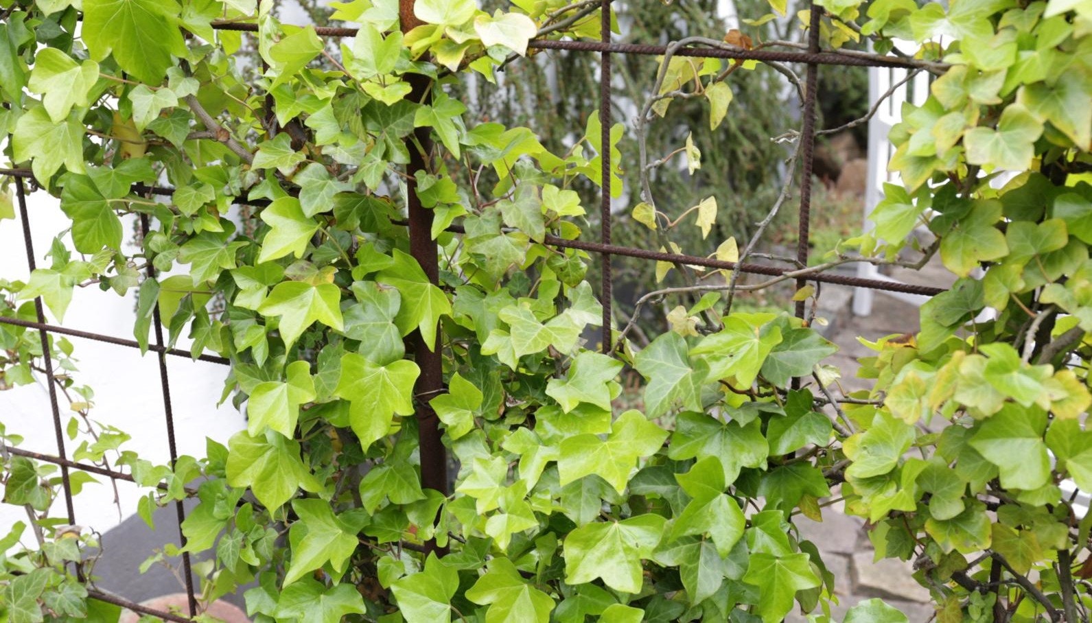 Vedbend er en meget populær slyngplante.