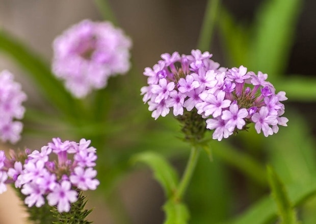 Violjernurt - violette blomster, vidunderlige.