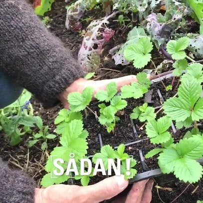 https://imgix.isabellas.dk/video_thumbnails/4i8Bctza-n1EgJUfi.jpg