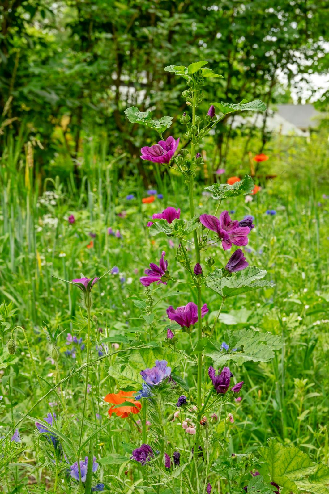 Massevis af smukke, vilde blomster dukker op.